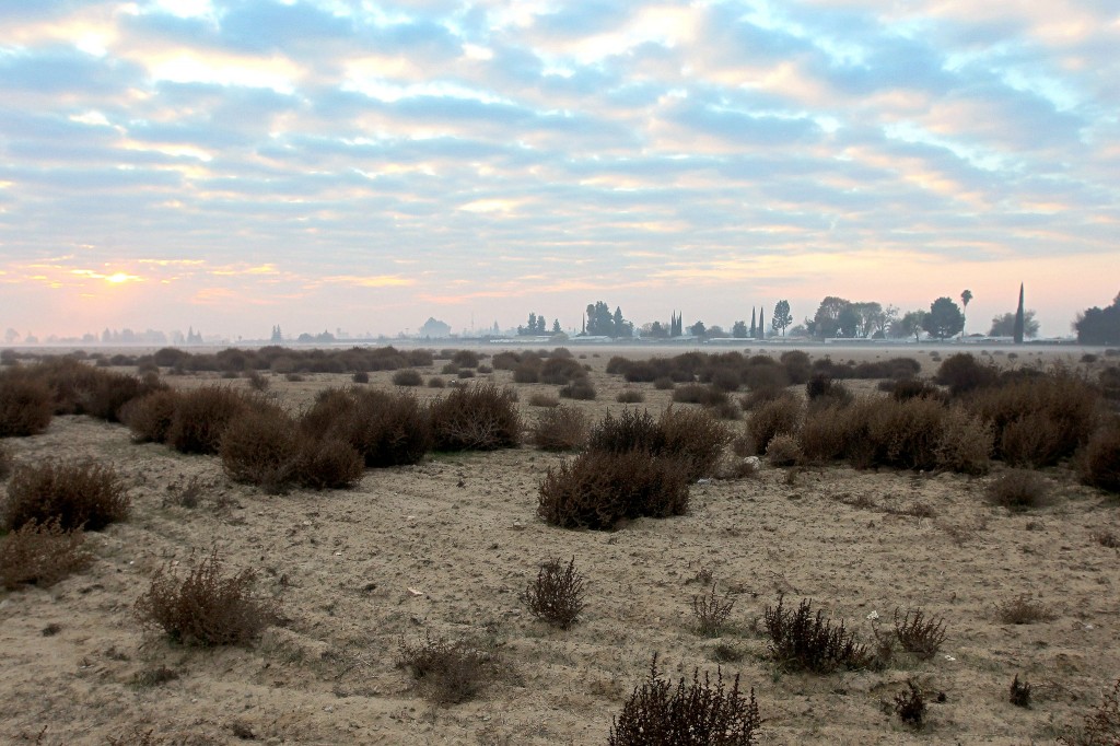 A tumbleweed-covered field in drought-plagued California. CreditDavid McNew/Getty Images