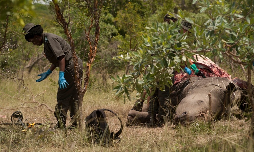 In Kruger rhinos are gunned down like this almost every day. Here the Crime Scene Investigations Unit (names withheld to protect identities) conduct a post-mortem on a poached rhino to get the bullet that killed it so it can be linked to the rifle that shot it, and then maybe the poacher himself. Photograph: Jeffrey Barbee
