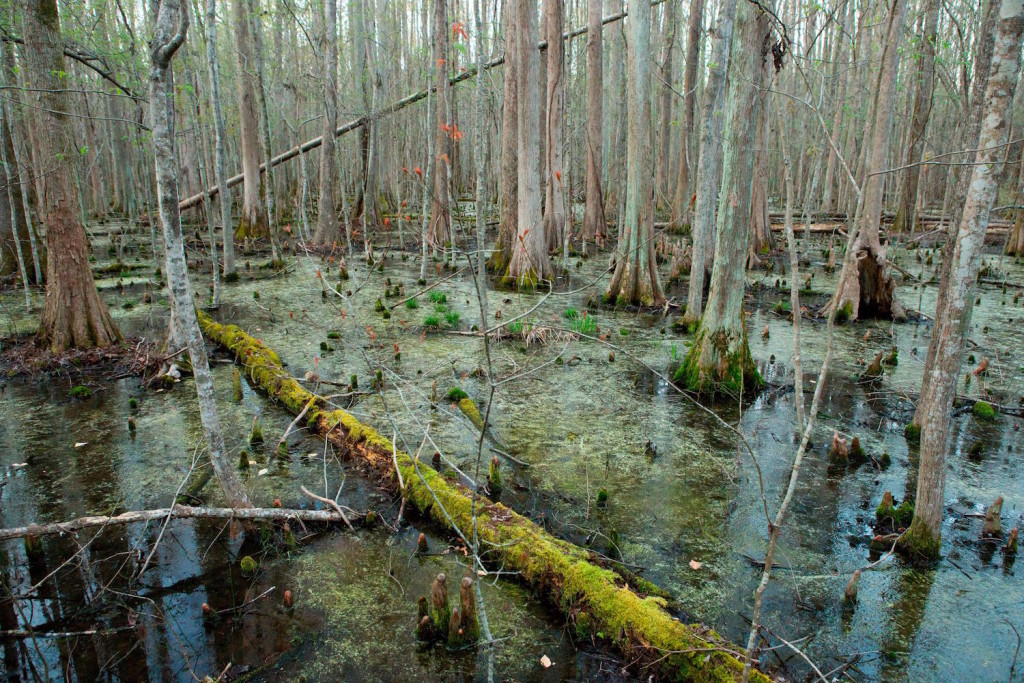 Inside the densely forested swamp today, says Sayers, “There are at least 200 habitable islands. There may have been thousands of maroons here.” (Allison Shelley)